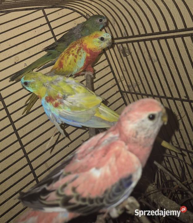 LILIANKA papuga Neofema bourek Radom sprzedam