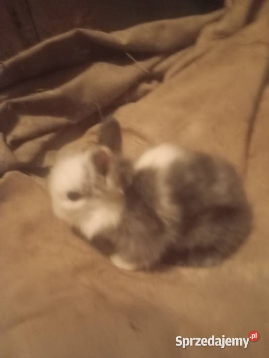 Sprzedam króliczki karzełki czarne szare havana Izbica-Wieś