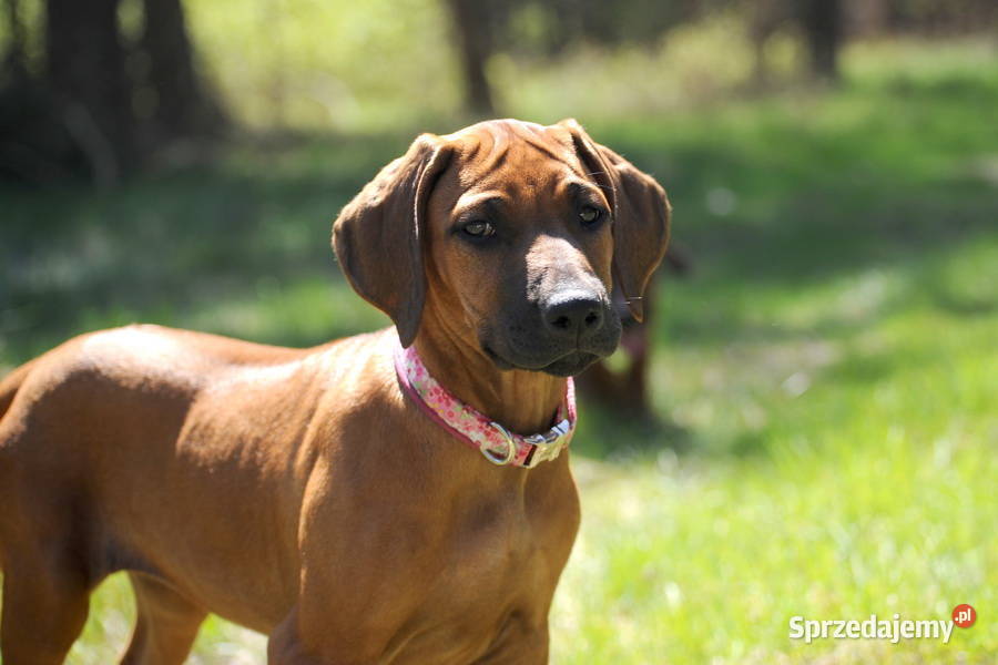 Szczenięta rhodesian ridgeback rodowodowe ZKwP Pozostałe Rzeszów