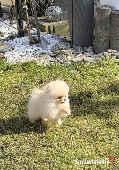 Szpic miniaturowy pomeranian dziewczynka Psy Poniszowice