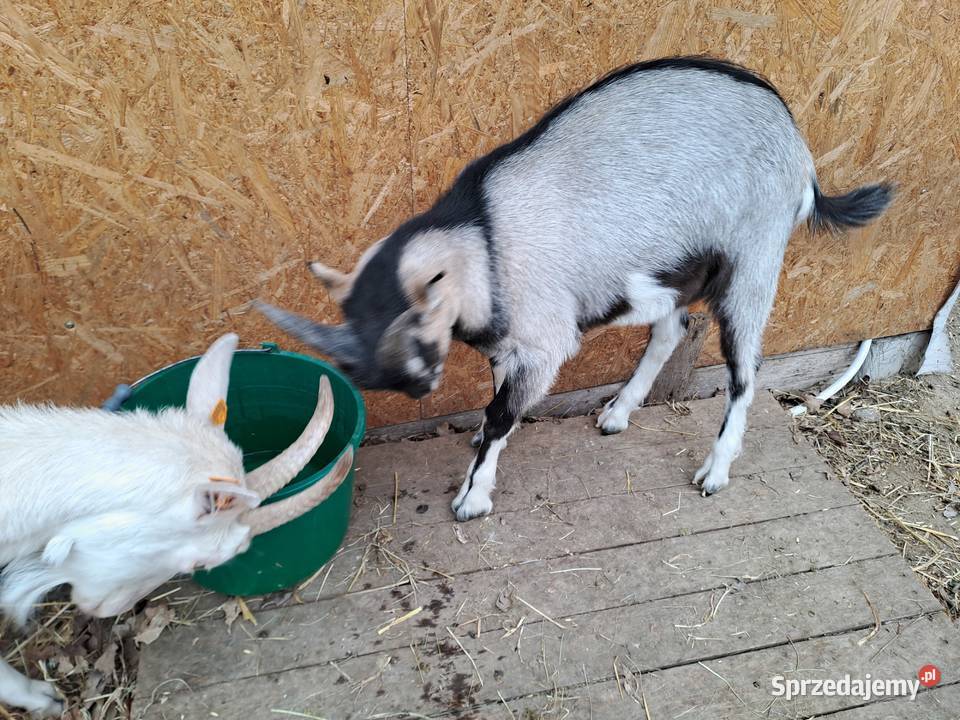 Sprzedam koziołki i kózki Nowy Kawęczyn