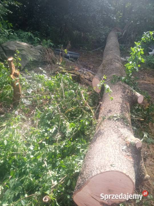 Sprzedam Drzewo Jesion