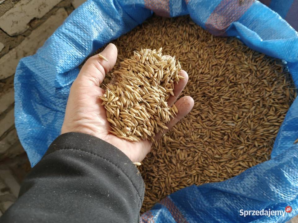 Owies Reflex zbiór 20242025 lubelskie Nasutów