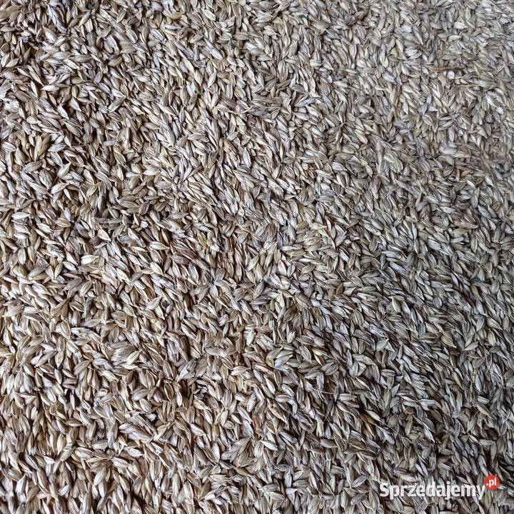 Pszenica Płaskurka 2025 r Kamień Pomorski