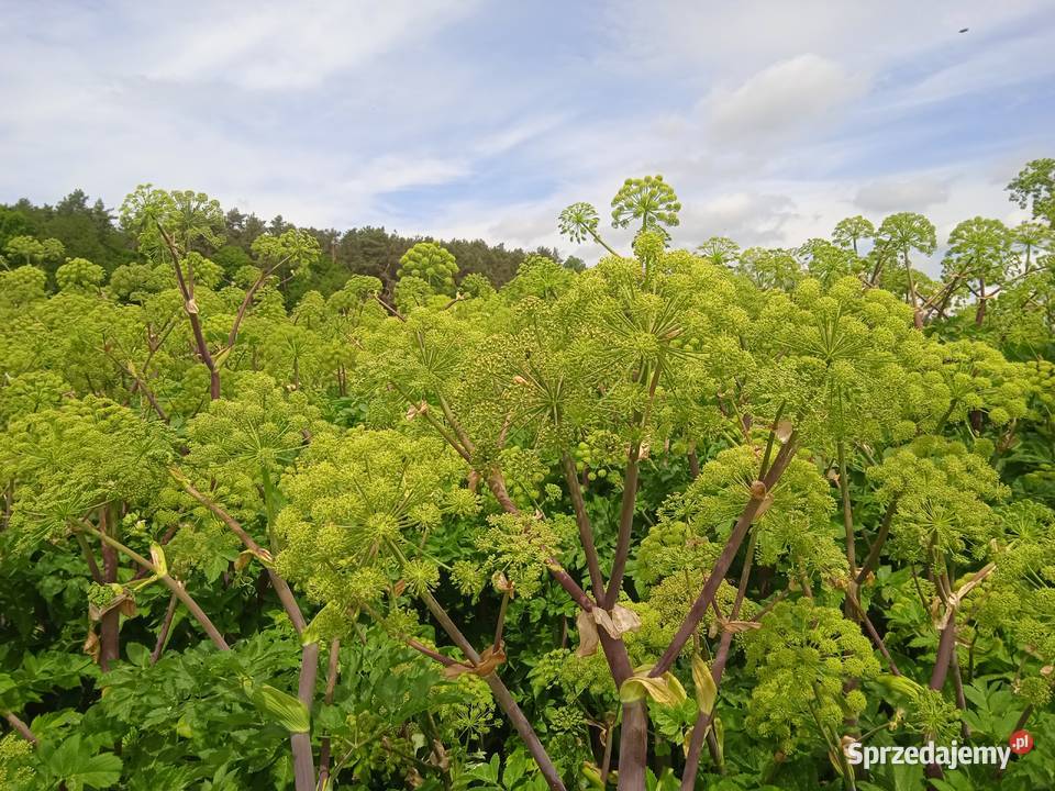 Arcydzięgiel litwor nasiona Izbica