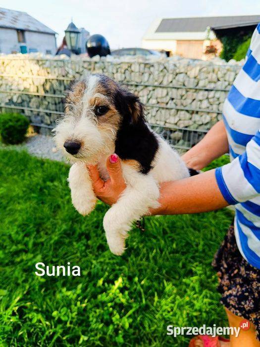 Foksterier szorstkowłosy z rodowodem suczka podlaskie Augustów sprzedam