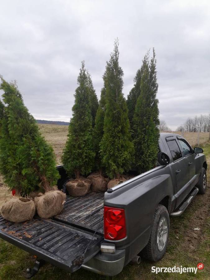 Tuja szmaragd szmaragdowa tuje na żywopłot mazowieckie Legionowo sprzedam