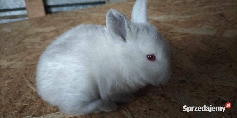 Króliki Łomża