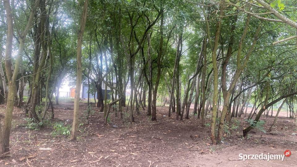 Karczowanie działek pod inwestycje Mulczer leśny Krzeszowice