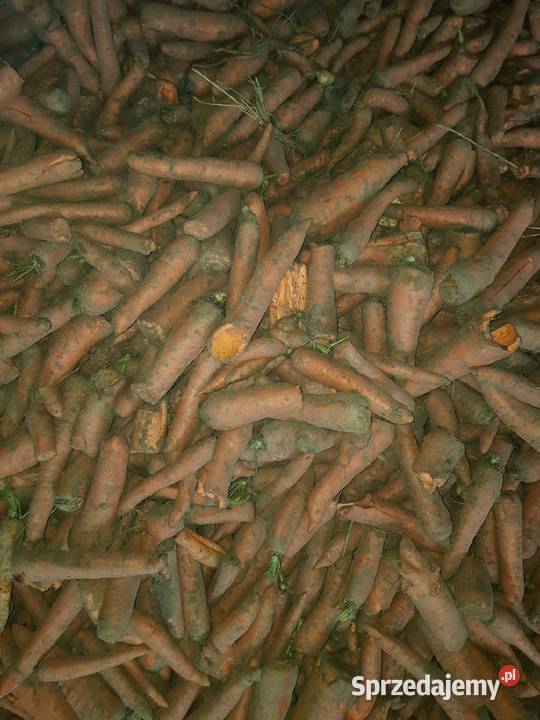 Marchew nie odpadowa paszowa jadalna bio małopolskie Szczucin