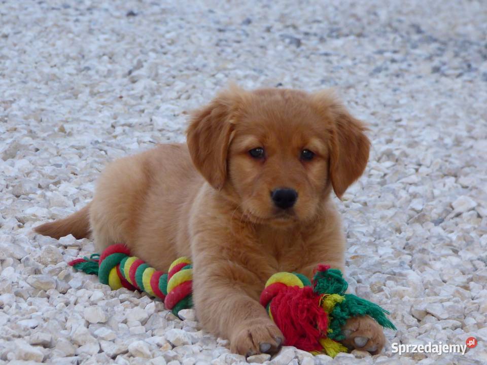 Szczeniaki Golden retriever