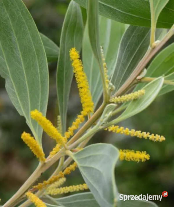 AKACJA HOLOSERICEA Acacia holosericea NASIONA Lubanie sprzedam