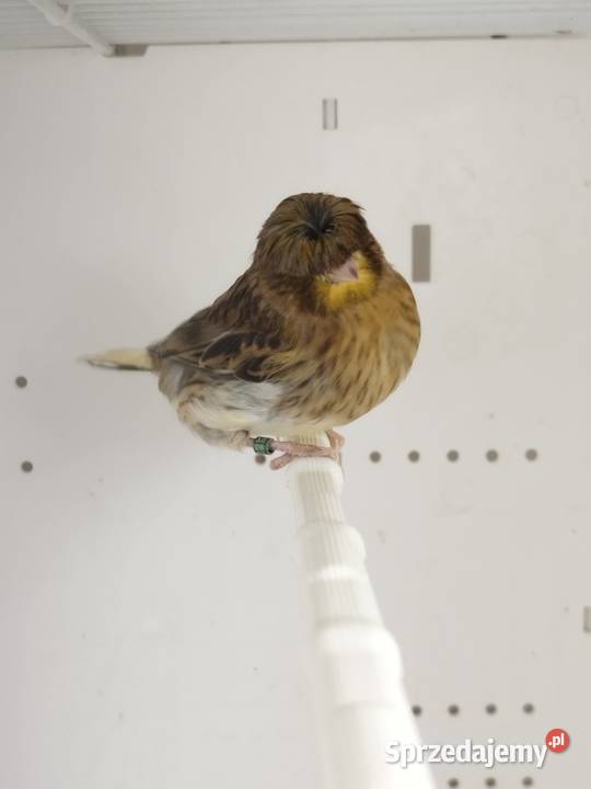 Kanarki Gloster samce 26 r wielkopolskie Gostyń