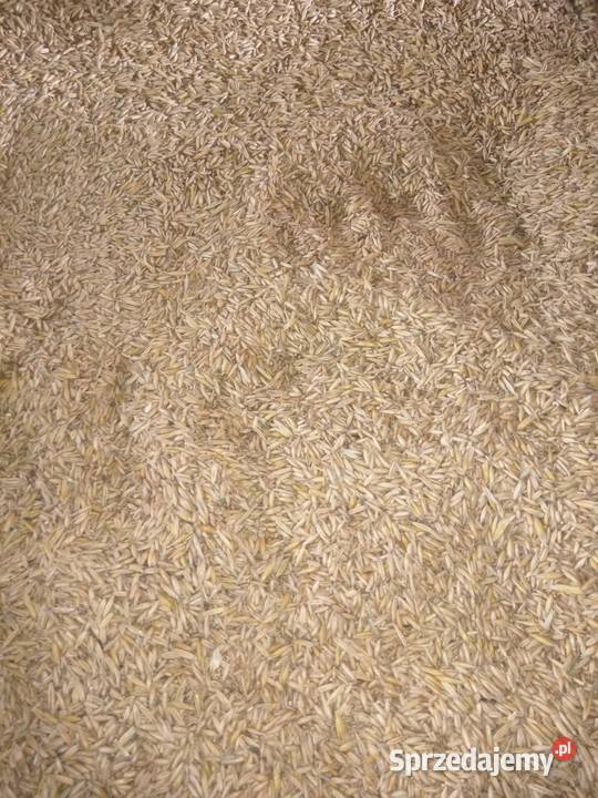 Owies bezluskowy podkarpackie Medynia Głogowska sprzedam