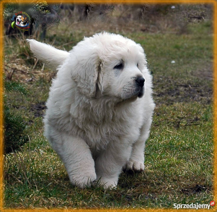 Owczarek podhalański szczenięta rodowód FCI warmińsko-mazurskie