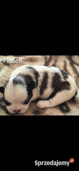 Szczenięta Shih Tzu Zwoleń sprzedam