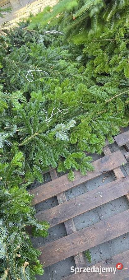 Gałęzie bunty nobilisa kaukaza nordman choinka Kielce