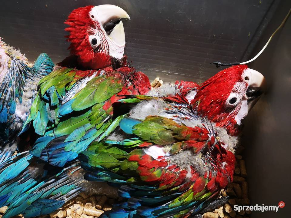 Ara chloroptera samica 6 miesiecy dolnośląskie Rogoż