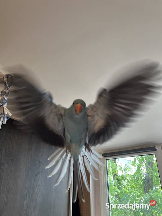 Papuga Aleksandreta obrożna ręcznie karmiona Katowice