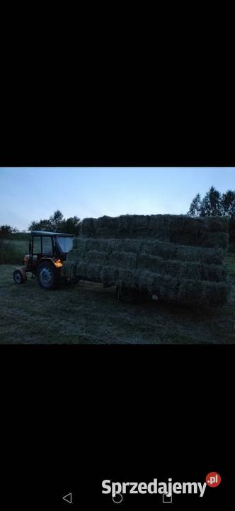 Siano tegoroczne duże kostki z sipmy z2241 Łękawica