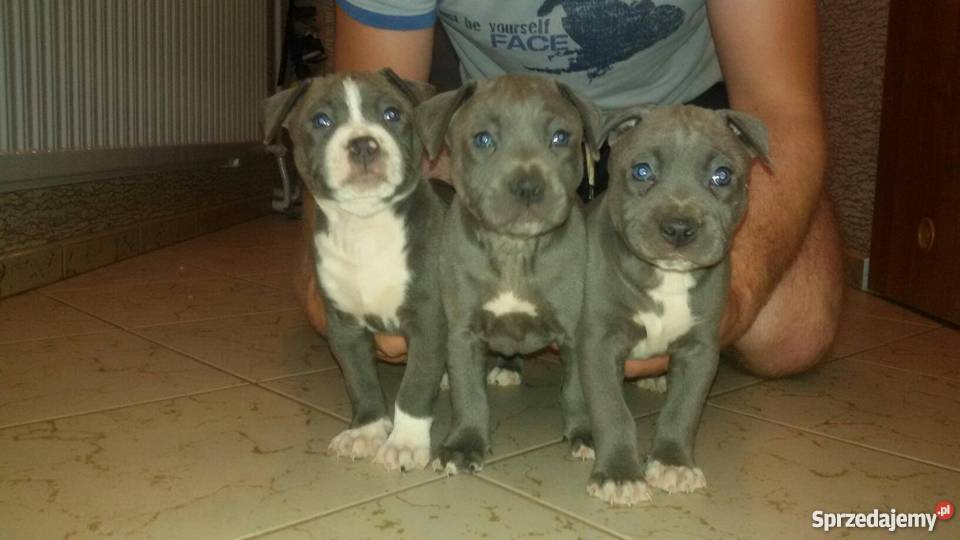 Szczeniaki Amstaff American Stafford Terrier Gostyń sprzedam