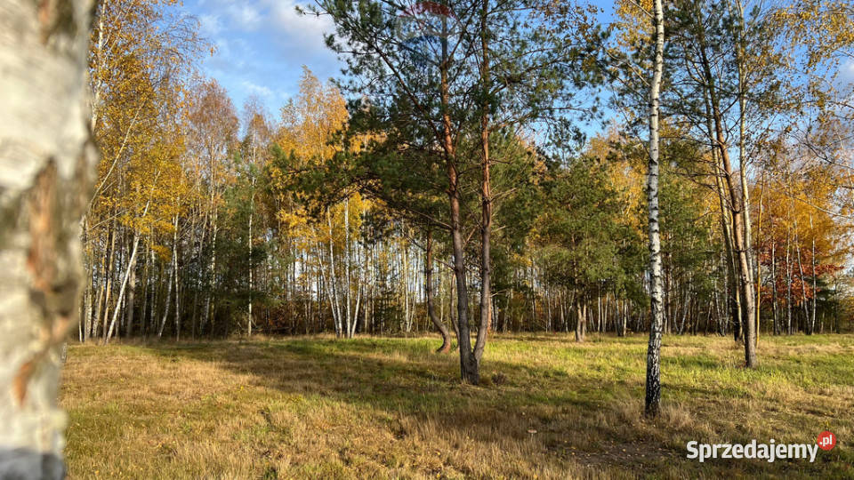 Działka budowlana 6022 Józefów gmina Pniewy budowlana Sprzedaż mazowieckie