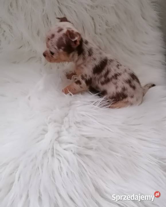 Suczka Chihuahua choco merle tan Wrocław
