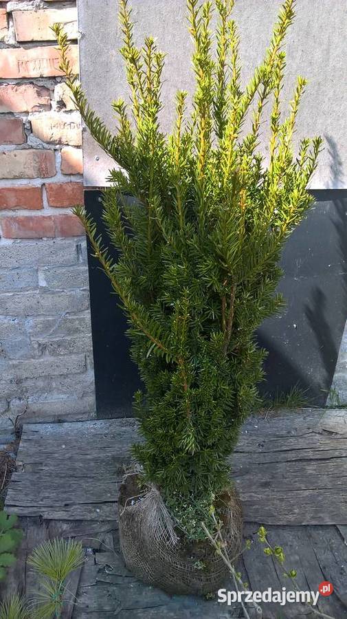 Gotowy Żywopłot Cis Hicksii
