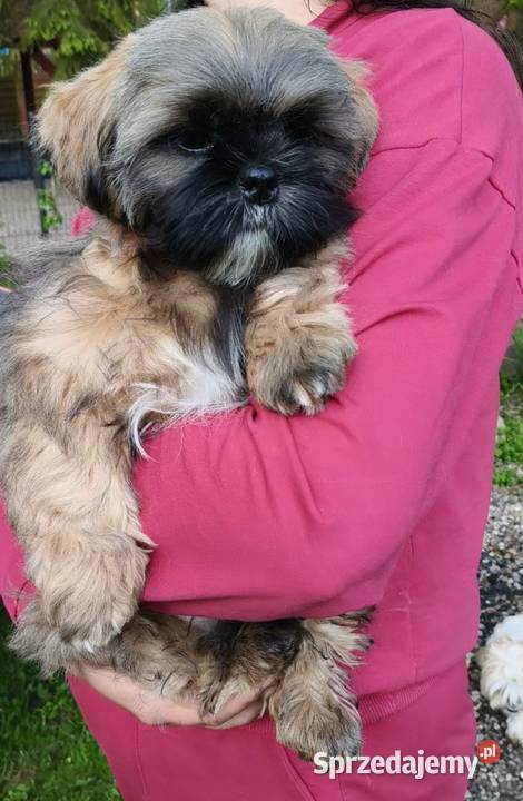 ShihTzu piesek Gabor Reda