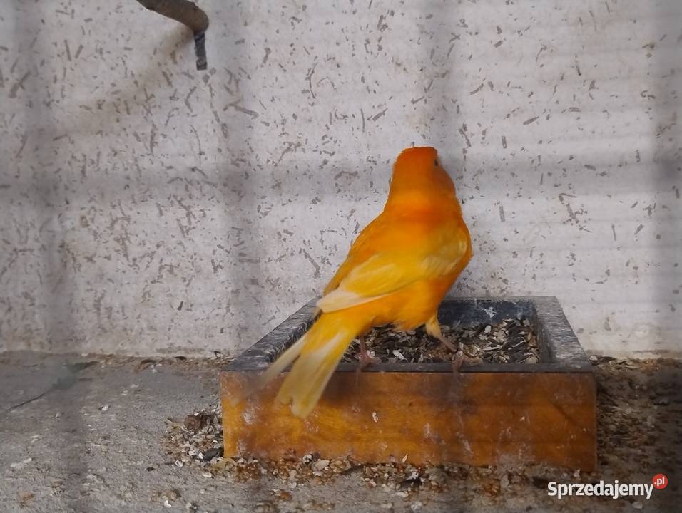 Kanarki SAMCE na śpiewie Blachownia