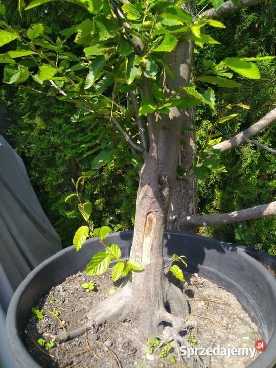 Drzewka pre bonsai dzika grusza i grab Pozostałe Pozostałe Skierniewice sprzedam