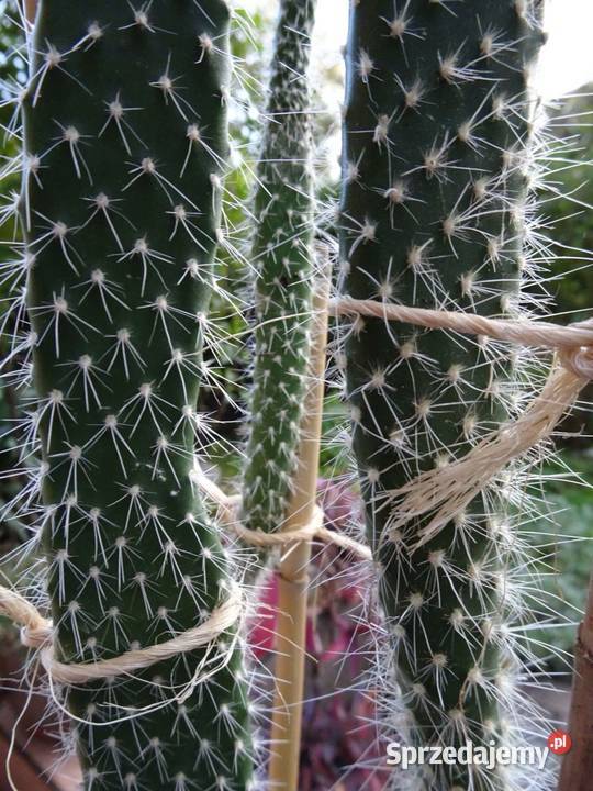 Opuncja Kaktusy sukulenty domowe rośliny 45 Kaktusy i sukulenty Nowy Sącz