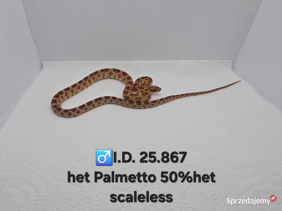 Wąż zbożowy samce i samice Gady i płazy sprzedam