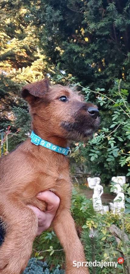 Terier irlandzki Klonowo Dolne