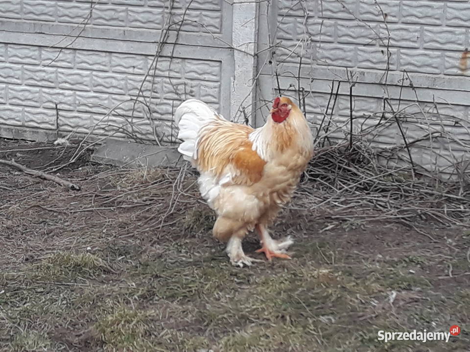 Kogut Brachma olbrzymia Lemon Pyle Dwikozy sprzedam