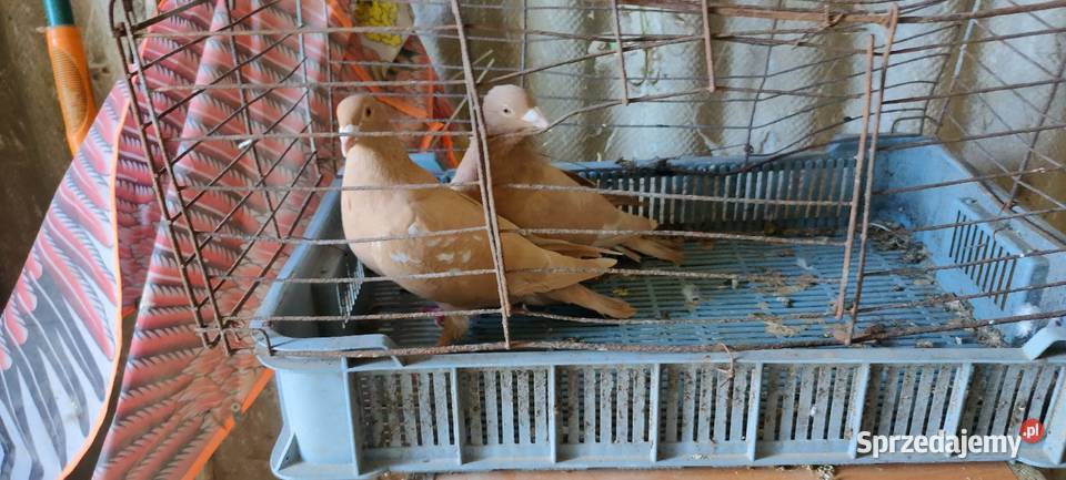 Golembie mulemansy żółte lubelskie Tokarówka