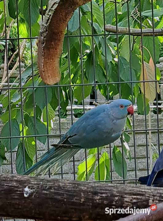Sprzedam papugi aleksandretty obrożne Czajków