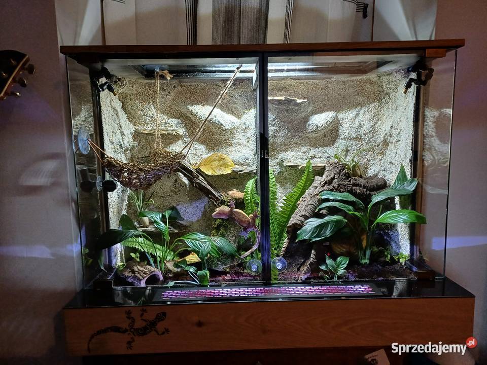 Sprzedam terrarium z 2 mieszkańcami gekony Ostrzeszów
