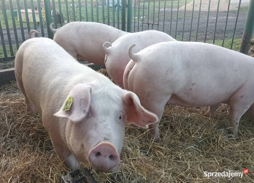 lOSZKI PROŚNE PBZ POLSKA BIAŁA ZWISŁOUCHA Strzałkowo