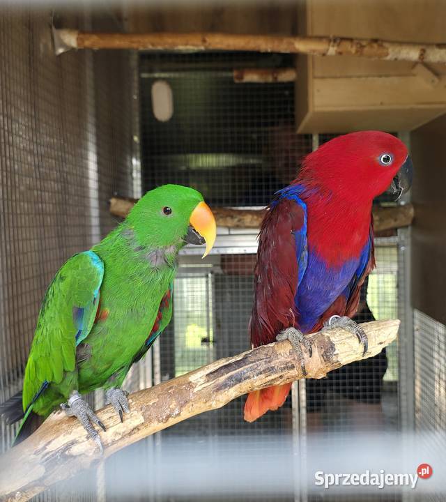 Lory wielkie, barwnice zwyczajne para
