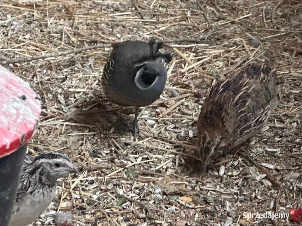Przepiórki japońskie i texas