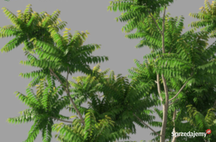 MAHOŃ INDYJSKI Chukrasia velutina NASIONA 100g Lubanie