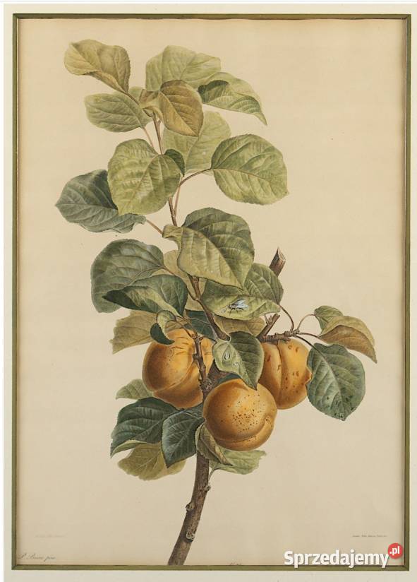 BESSA Pancrace akwatintowa rycina z owocami