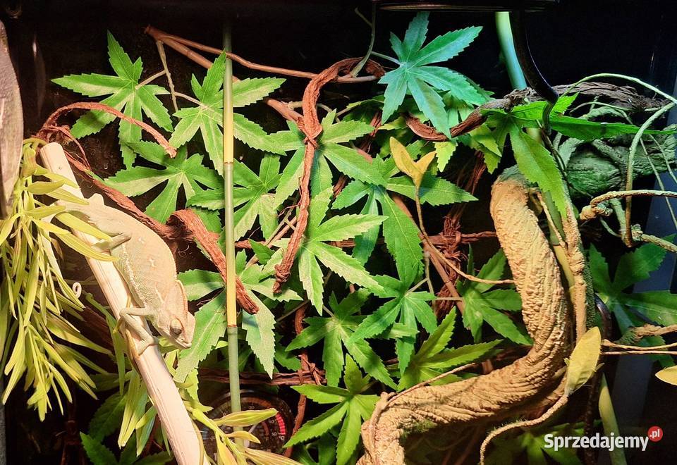 Kameleon jemeński samiec Wołomin