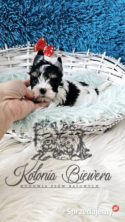 Yorkshire terrier piesek i sunia PASZPORT łódzkie