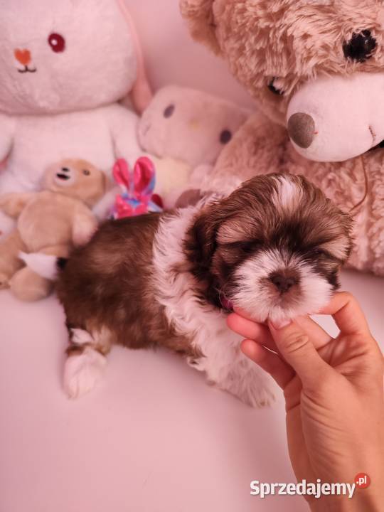 Shih tzu Shih Tzu Lwówek