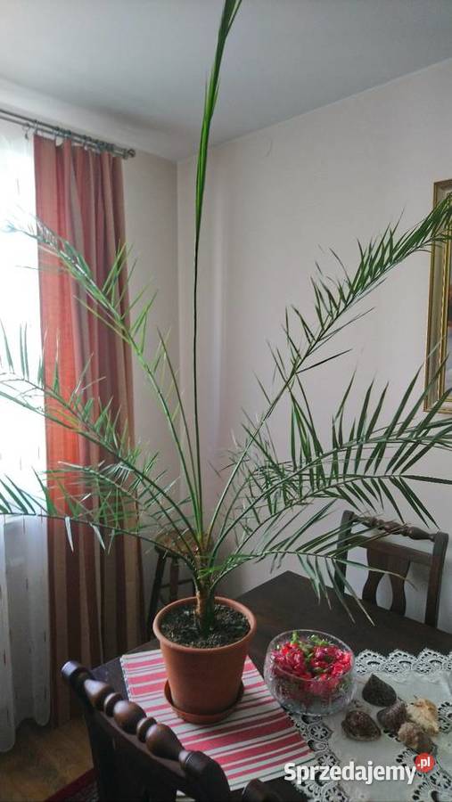 Kilkuletnia duża palma Phoenix canariensis Brwinów