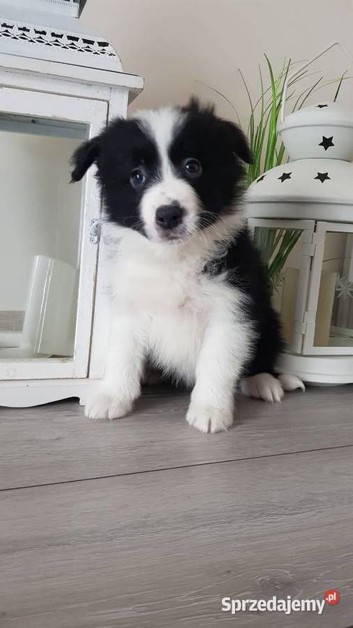 Border collie kujawsko-pomorskie