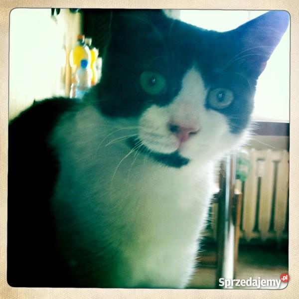 ŁOWCA MYSZ ZADBA O TWÓJ DOM śląskie Rybnik sprzedam