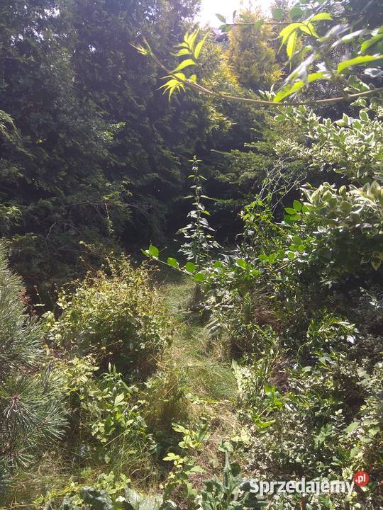 ROD Azalia w Łodzi rekreacyjna Łódź